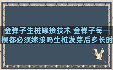 金弹子生桩嫁接技术 金弹子每一棵都必须嫁接吗生桩发芽后多长时间能嫁接